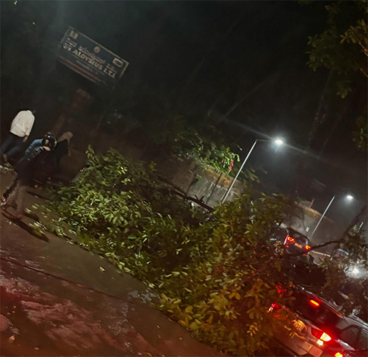 Tree fell